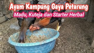 Formulasi Pakan Ayam Kombinasi Madu, Kuteja, dan Starter Organik Spesialis Ayam Aduan.