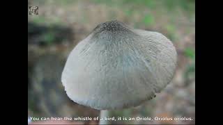 Pluteus salicinus. Champimaginatis. English Text.