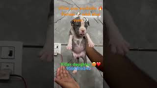 American bully available  ll female puppy 🐶 call us on 9560816345 #petlovers #sauravjoshivlogs