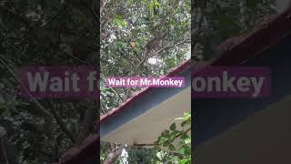 Wait for the Monkey #monkey #animals #wildlife #animallover #shorts #ytshorts