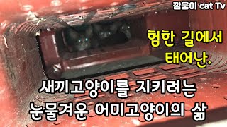 험한길에서 태어난 새끼고양이 를 지키려는 어미 고양이 의 눈물겨운 삶