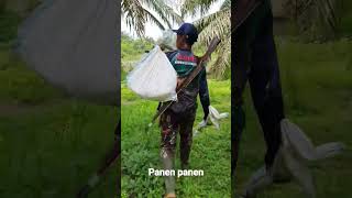 paser mania !! panen ikan