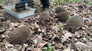 Rehabbed hedgehog release into the wild