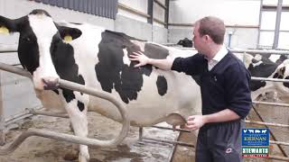 Identifying a Body Condition Score of 3 25 in your Dairy Herd