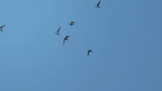 Common Terns