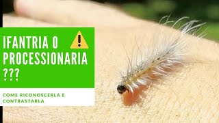 PROCESSIONARIA O IFANTRIA? 🐛 IL PERICOLO VIENE SPESSO SOPRAVVALUTATO!