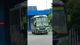 bus sumber kencana oleng//bus mania 2022//bus oleng terbaru