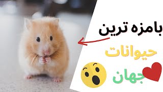 بامزه ترین حیوانات جهان-حیوانات زیبا-حیوانات کوچولو😍