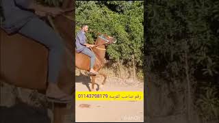 فرسه بنت مخاتيم عندها 6سنين العنوان الفيوم مركز سنورس اى استفسار 01143798179