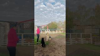 #playtime #dog #doglover #dogshorts #dogvideos #germanshepherd #shiba #my #baby  #trending #fyp