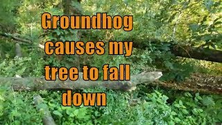 groundhog causes my tree to fall down