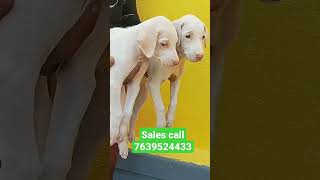 Rajapalayam Dog male & female puppy available location Rajapalayam call 7639524433