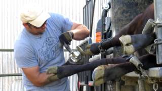 Trimming the Hooves of our Dexter Cows