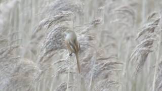 Bearded Tits RSPB Lakenheath 10th January 2017