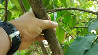 Posoqueria latifolia (Lam.) Roem. & Schull., AIDS Medicinal Plant