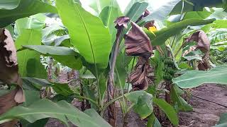 Une plantation de banane à Sotokoye.