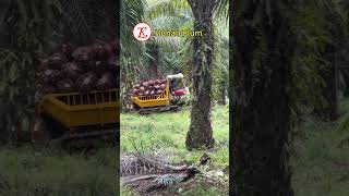 crawler dumper at palm plantation