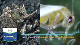 Tus Cultivos Libres de Gusano Blanco y Mosca Blanca con Connect Duo | Agro Bayer Colombia