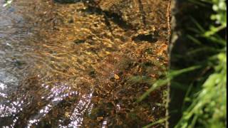 The nature of the river stream tube during the summer