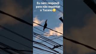 Caladinho para não espantar o Tucano