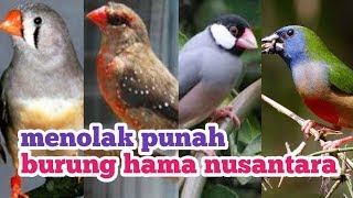 Mixed aviary finch kandang koloni hama nusantara serta sedikit informasi emprit exotik indonesia