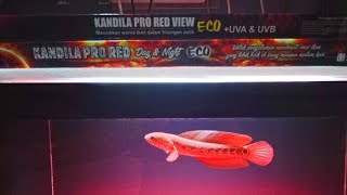 PERBEDAAN KANDILA PRO RED VIEW DAN DAY AND NIGHT