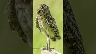 owl eye color and what it means 0#shorts