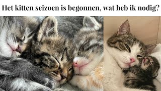 Het kitten seizoen is begonnen | Wat heb je allemaal nodig?