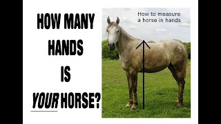 HOW MANY HANDS IS YOUR HORSE?    One of things Henry Eighth sorted out!      www.crackerbooks.fr