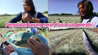 pengobatan bawang merah di usia tua( masa generativ)