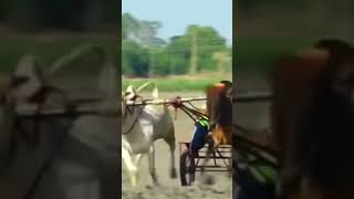 Ox Races Punjab