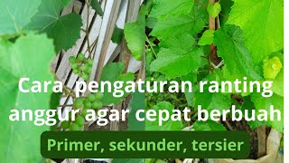 cara pembentukan(pengaturan) ranting anggur agar cepat berbuah!! primer, skunder, tersier