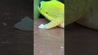 Gold Dust Day Gecko