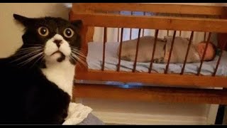 😺 Это чё за фигня?! 🐈 Видео смешных котов и котят для хорошего настроения! 😻