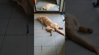 Zostaję! Golden Retriever w drodze na spacer #goldenretriever