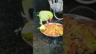 parrot breakfast time l Parrot eating food l