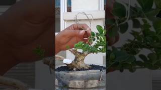 pasang kawat bonsai