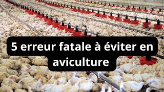 Attention les 5 erreurs que les débutants font en élevage de poule