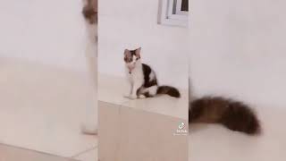 Reaction Kucing Lucu Di Video Tik Tok