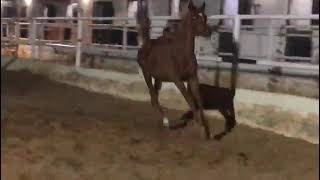 مهرة عربى بالشهادة مهرة من الابطال #الخيل