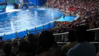 Shamu Show Seaworld Florida