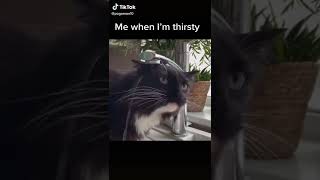 Cat Trying Drinking Water #shorts #tiktok #meme #viral