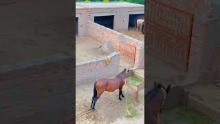 Beautiful Horse #viral #trending #youtubeshorts