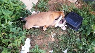 Baby dog's fight in the grass