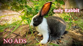 Rabbit TV - only Rabbits - only Relaxation videos for Rabbits - Rabbit Relaxing Only Video