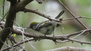 Chestnut-sided Warbler