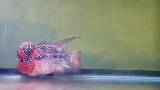 Flowerhorn