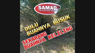 DULU BUAH MEMBUSUK, SEKARANG BUAH KELILING #SAMADpupukorganik :#mikrobaSAMAD #SAMADpupuksawit