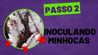 Passo  2 : Inoculando as  minhocas gigantes africanas no composto enriquecido