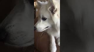 American Eskimo Dog having fun 😀